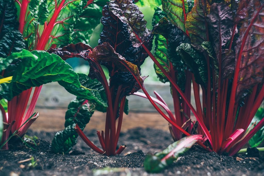 20 Reasons Why You Should Grow Your Own Food